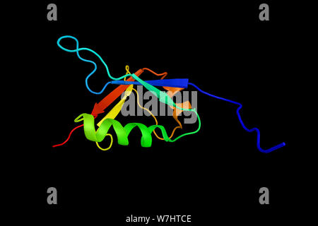 La ubiquitina-modificatore di piegatura 1, una proteina sintetizzata come un precursore inattivo forma (pro-Ufm1) che ha 2 ammino acidi supplementari oltre il glyc conservata Foto Stock