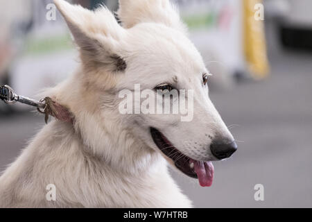 Un campione di bianco Svizzero Pastore, disceso dal pastore tedesco. Esso è chiamato anche Berger Blanc Suisse Foto Stock