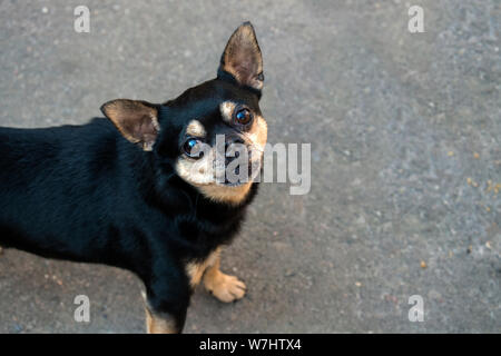 Giocattolo nero Terrier insoddisfatto con qualcosa Foto Stock