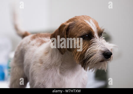 Un intenso ritratto di un Jack Russell Terrier con un rivestimento ruvido, bianco e marrone. La barba bianca è caratteristica. Foto Stock