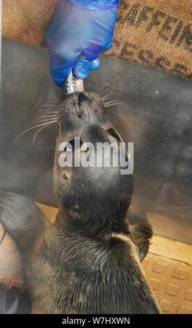 Salvato baby tenuta essendo alimentato a Skegness Natureland Seal Santuario, Lincolnshire, Regno Unito Foto Stock