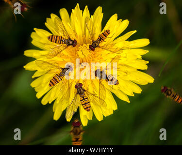 Regno Unito Fauna selvatica: marmellata, Hoverflies Episyrphus balteatus, la creazione di un quasi schema simmetrico su un fiore di tarassaco come bevono il nettare in un gruppo Foto Stock