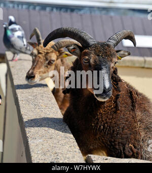 Capre a Skegness Natureland Seal Santuario, Lincolnshire, Regno Unito Foto Stock