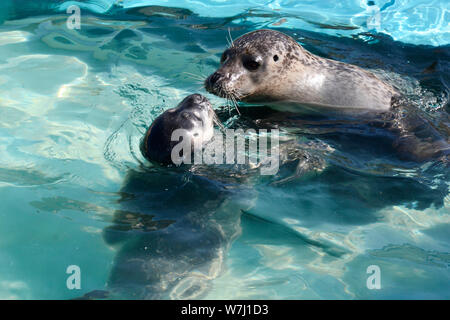 Madre guarnizione e del cucciolo a Skegness Natureland Seal Santuario, Lincolnshire, Regno Unito Foto Stock