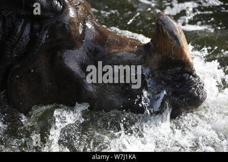 Madrid, Spagna. Il 6 agosto, 2019. Un rinoceronte indiano non si raffredda in acqua a loro recinto in zoo di Madrid, dove le alte temperature raggiunte fino 36Âº gradi Celsius durante le ore pomeridiane.Spagnolo dell agenzia meteo AEMET detto che le temperature dovrebbero superare 41Â° gradi centigradi domani mercoledì nel sud della Spagna. Calore giallo gli avvisi sono stati rilasciati in parti delle province di Malaga e Granada. Arancione avvertenze di calore il cui significato importante potenziale di rischio sono in luogo di Murcia. Credito: John Milner/SOPA Immagini/ZUMA filo/Alamy Live News Foto Stock