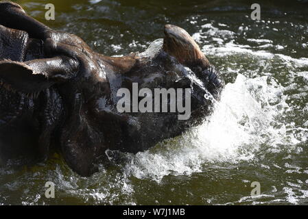 Madrid, Spagna. Il 6 agosto, 2019. Un rinoceronte indiano non si raffredda in acqua a loro recinto in zoo di Madrid, dove le alte temperature raggiunte fino 36Âº gradi Celsius durante le ore pomeridiane.Spagnolo dell agenzia meteo AEMET detto che le temperature dovrebbero superare 41Â° gradi centigradi domani mercoledì nel sud della Spagna. Calore giallo gli avvisi sono stati rilasciati in parti delle province di Malaga e Granada. Arancione avvertenze di calore il cui significato importante potenziale di rischio sono in luogo di Murcia. Credito: John Milner/SOPA Immagini/ZUMA filo/Alamy Live News Foto Stock