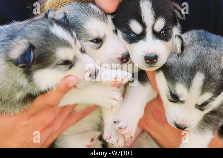 Cuccioli Siberian Husky. Cucciolata cani nelle mani del costitutore. Piccoli cuccioli Foto Stock