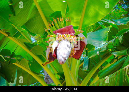 Fiori e frutti verdi di banana palm. I frutti hanno appena iniziato a crescere, sono illuminate dai colori tropicali di sun. Foto Stock