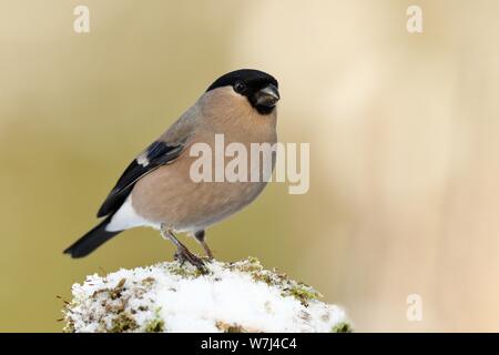 Ciuffolotto (Pyrrhula pyrrhula), femmina nella neve, Nord Reno-Westfalia, Germania Foto Stock