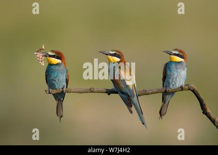 Unione i gruccioni (Merops apiaster), tre uccelli sono seduti sul ramo, nel Parco Nazionale del lago di Neusiedl, Burgenland, Austria Foto Stock