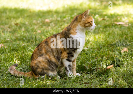 Corpo pieno profilo laterale di un pelo corto tricolore cat staring a sinistra seduto su erba in una calda giornata estiva. Foto Stock