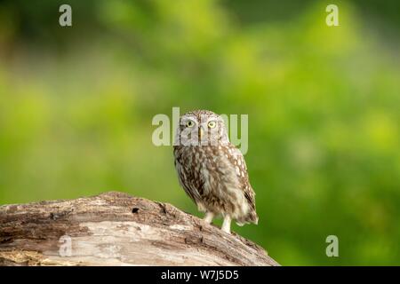 Civetta (Athene noctua) lateralmente in piedi sul tronco di albero, Ungheria Foto Stock