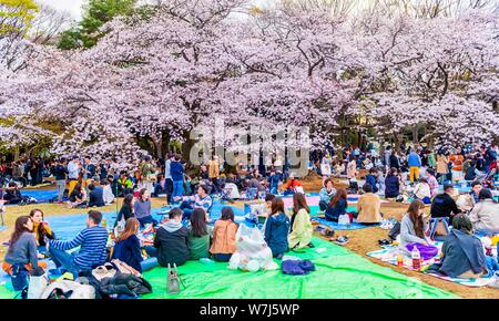 Picnic giapponese sotto la fioritura dei ciliegi a Yoyogi Park a Hanami Fest, quartiere Shibuya, quartiere Shibuya, Tokyo, Giappone Foto Stock