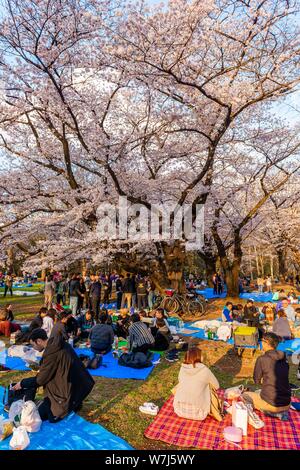 Picnic giapponese sotto la fioritura dei ciliegi a Yoyogi Park a Hanami Fest, quartiere Shibuya, quartiere Shibuya, Tokyo, Giappone Foto Stock