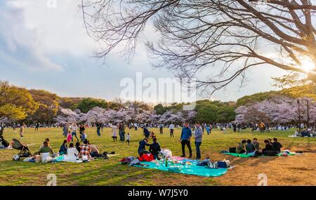 Picnic giapponese sotto la fioritura dei ciliegi a Yoyogi Park a Hanami Fest, quartiere Shibuya, quartiere Shibuya, Tokyo, Giappone Foto Stock