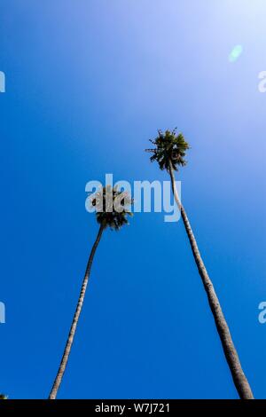 Due alte skinny palme contro il cielo blu Foto Stock