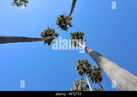 Alberi di Palma contro il cielo blu Foto Stock