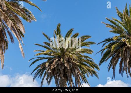 Tre alberi di palma contro il cielo blu Foto Stock