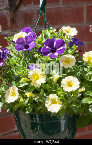 Colori misti di Petunia Surfinia nella cesta appesa rosa viola giallo Foto Stock