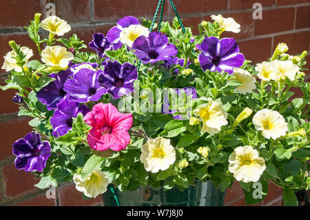 Colori misti di Petunia Surfinia close up nella cesta appesa rosa viola giallo Foto Stock