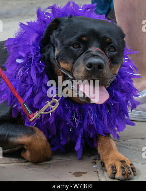 Leeds Pride celebrazioni 2019 Foto Stock