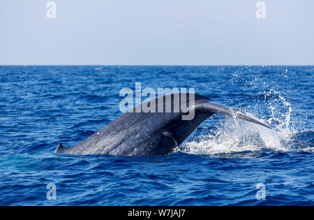 Passera nera di coda di un diving balena blu (Balaenoptera musculus), pesce ventosa attaccata, whale watching a Weligama, Laccadive mare costa sud dello Sri Lanka Foto Stock