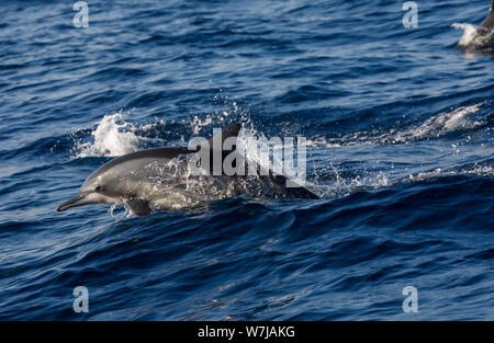 Un spinner (Delfino Stenella longirostris) saltando fuori delle onde, visto mentre whale watching a Weligama sulla costa sud dello Sri Lanka Foto Stock