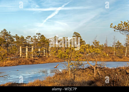 Kemeri grande palude paesaggio tranquillo con lonely standine pino, piccolo piccolo acqua congelata stagni e scarsa flora di inverno torbiera di Kemeri nazione Foto Stock