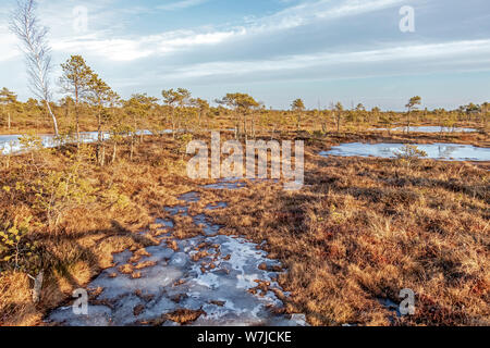 Kemeri national park, Lettonia, Nord Europa: paesaggio panoramico di Kemeri grande palude con piccoli piccoli laghi ghiacciati e autunno flora colorata di inverno Foto Stock