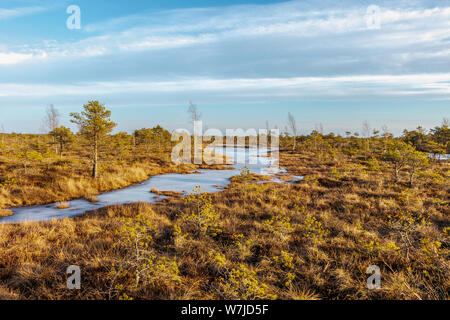 Kemeri national park, Lettonia, Nord Europa: paesaggio panoramico di Kemeri grande palude con piccoli piccoli laghi ghiacciati e autunno flora colorata di inverno Foto Stock