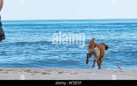 Un golden retriever è il recupero di un bastone che il suo proprietario getta nell'Oceano Atlantico su un Fire Island National mare spiaggia. Foto Stock