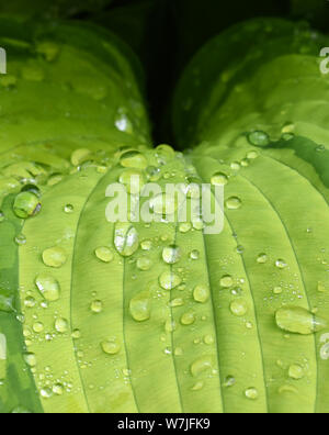 Foglia verde Foto Stock