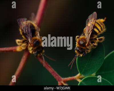 Top angl vista di piccole api selvatiche (Exomalopsis) dormire con mandibole attaccato ad un impianto di moringa in un giardino tropicale dal Brasile Foto Stock