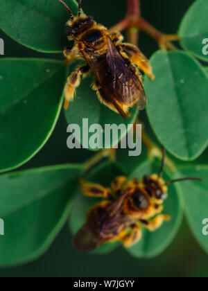 Top angl vista di piccole api selvatiche (Exomalopsis) dormire con mandibole attaccato ad un impianto di moringa in un giardino tropicale dal Brasile Foto Stock