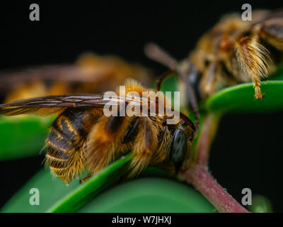 Gruppo di api selvatiche (Exomalopsis) dormire con mandibole attaccato ad un impianto in un giardino tropicale dal Brasile Foto Stock