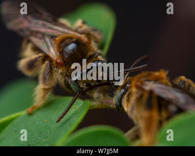 Gruppo di api selvatiche (Exomalopsis) dormire con mandibole attaccato ad un impianto in un giardino tropicale dal Brasile Foto Stock