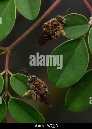 Fuzzy e selvatica piccola ape (Exomalopsis) dormire con mandibole attaccato ad un impianto in un giardino tropicale dal Brasile Foto Stock