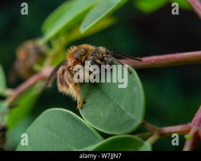 Fuzzy e selvatica piccola ape (Exomalopsis) dormire con mandibole attaccato ad un impianto in un giardino tropicale dal Brasile Foto Stock