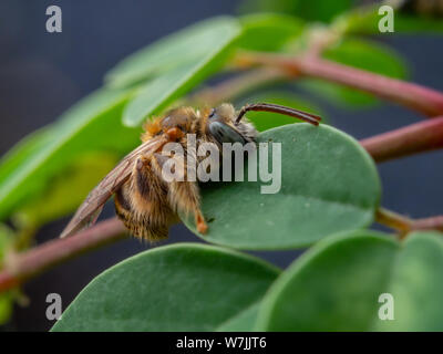 Fuzzy e selvatica piccola ape (Exomalopsis) dormire con mandibole attaccato ad un impianto in un giardino tropicale dal Brasile Foto Stock