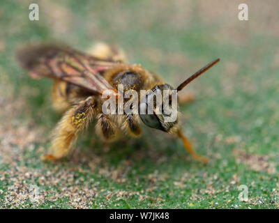 Fuzzy e selvatica piccola ape (Exomalopsis) in un giardino tropicale dal Brasile Foto Stock