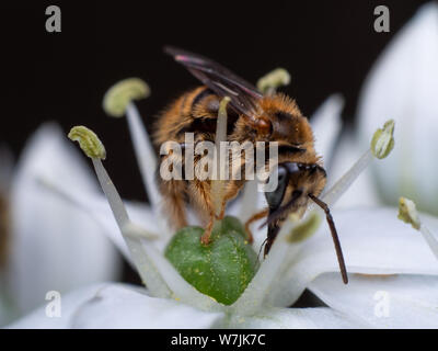 Fuzzy e selvatica piccola ape (Exomalopsis) impollinare un fiore in un giardino tropicale dal Brasile Foto Stock