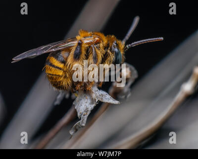 Femmina selvaggio fuzzy ape su fiori asciutti (Exomalopsis), piccole bee specie provenienti dal Brasile Foto Stock