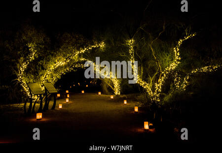 Desert Botanical Garden Luminarias e alberi Foto Stock