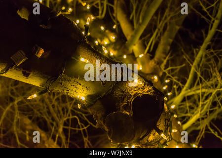 Desert Botanical Garden alberi luminosi Foto Stock