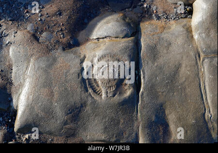 Ammonita impronta fossile in calcare beach, Lavernock, Wales UK Foto Stock