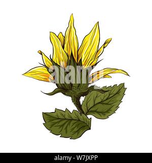 Helianthus disegnati a mano illustrazione vettoriale. Splendidi fiori che sbocciano di semi di girasole. Agricoltura, estate natura cartoon simbolo. Fiore di girasole, millefiori con foglie verdi e petali gialli Illustrazione Vettoriale