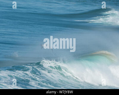 I delfini tursiopi selvatici che fanno surf, saltando attraverso le onde marine, Oceano Pacifico, NSW, Australia Foto Stock