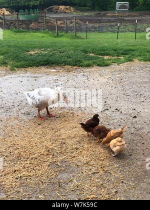 Animali da fattoria oca bianca e galline Foto Stock