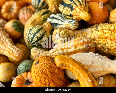 Colorato mini zucca zucca e delle stagioni autunno autunno sfondo del Ringraziamento Foto Stock