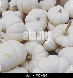 White mini zucche pila. Autunno Autunno sfondo ringraziamento decorazioni tradizionali e cibo. Foto Stock